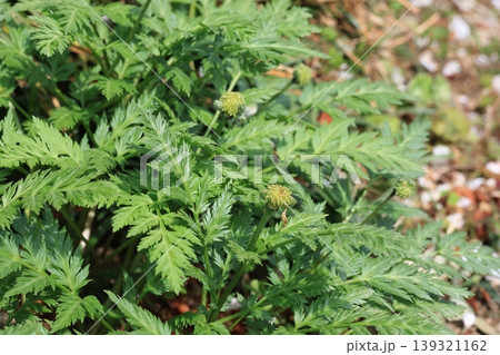 花が終わり葉の茂る福寿草 139321162
