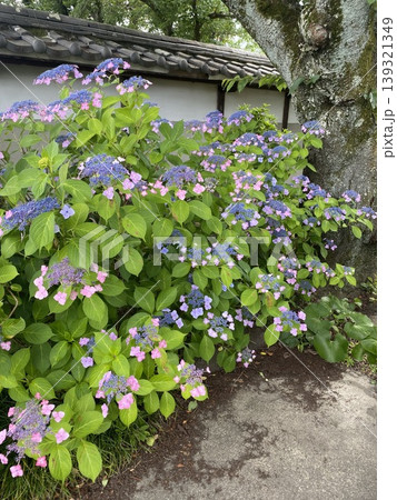 紫陽花のある風景 139321349