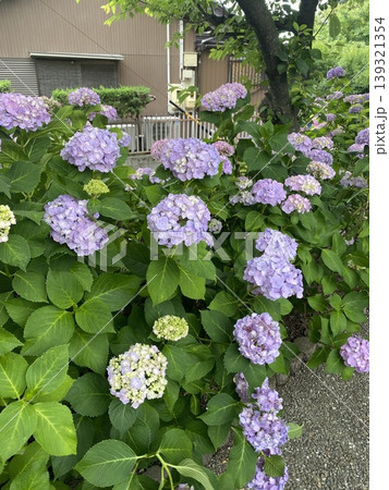 紫陽花のある風景 紫陽花のある風景 139321354