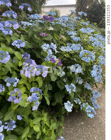 青い紫陽花 青い紫陽花 139321355