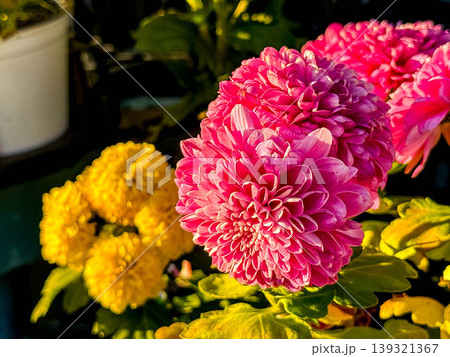 傾く日差しと色鮮やかな菊の花 139321367
