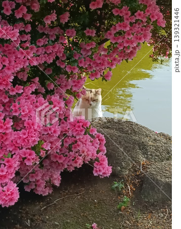 館林つつじが岡公園で出会った猫 139321446