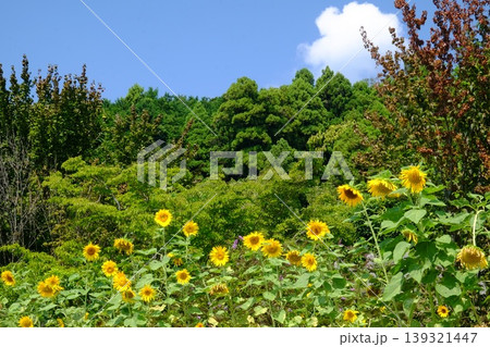 【神奈川県】夏の青空と黄色い花 139321447