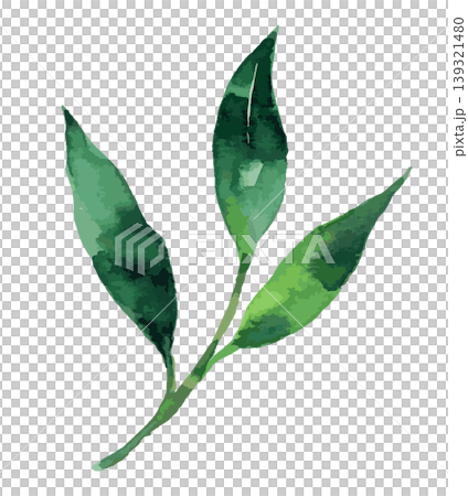 春季草本植物及其葉子的水彩插圖。 春季草本植物及其葉子的水彩插圖。 139321480