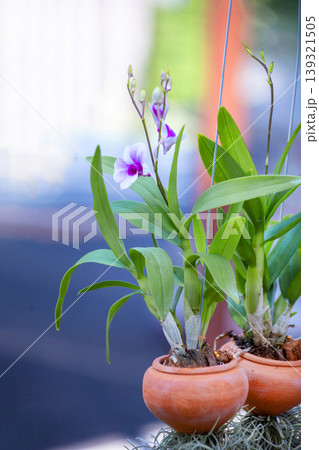Mini orchid and Tillandsia usneoides in the pot hanging Mini orchid and Tillandsia usneoides in the pot hanging 139321505