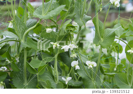 初夏の菜園のエンドウ豆の花畑 139321512