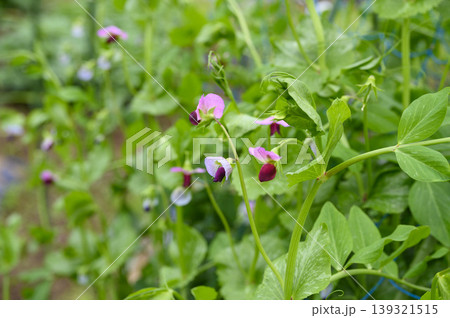 初夏の菜園のエンドウ豆の花畑 139321515