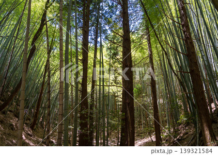 Bamboo forest near Mitaki-Dera temple in Hiroshima, Japan 139321584