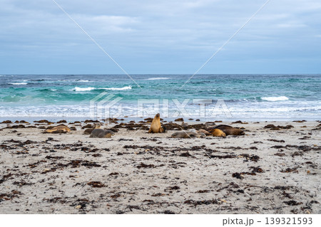 Sea lions resting on sandy beach at Seal Bay, Kangaroo Island, Australia 139321593