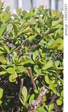 Close-up image of green shrub leaves with visible branches and sunlight illuminating the foliage, highlighting the natural beauty and texture of the plant Close-up image of green shrub leaves with visible branches and sunlight illuminating the foliage, highlighting the natural beauty and texture of the plant 139321657
