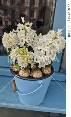White hyacinth flowers in a blue bucket are positioned near a window, with a soft-focus urban scene visible in the background White hyacinth flowers in a blue bucket are positioned near a window, with a soft-focus urban scene visible in the background 139321677