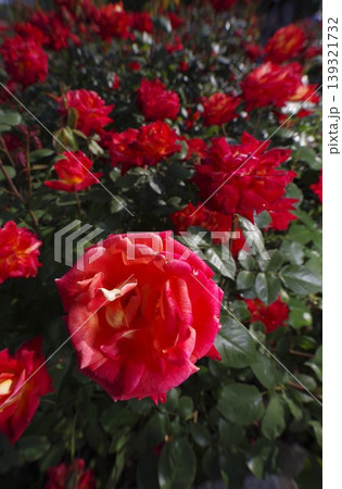 薔薇園に赤色の薔薇の花が咲いています。このバラの名前は錦絵です。 139321732