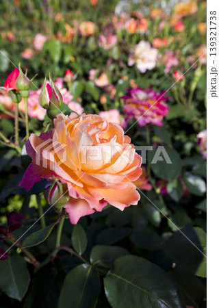 薔薇園に赤色や黄色のバラの花が咲いています。このバラの名前はスブニール・ド・アンネ・フランクです。 薔薇園に赤色や黄色のバラの花が咲いています。このバラの名前はスブニール・ド・アンネ・フランクです。 139321738