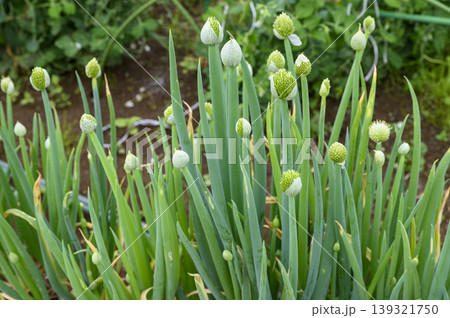 初夏の畑で咲き出したネギの花畑　ネギ坊主 139321750