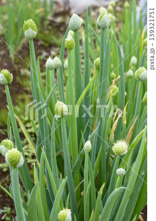 初夏の畑で咲き出したネギの花畑　ネギ坊主 139321751