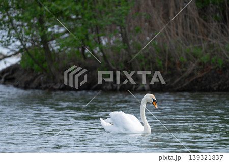 White Swan Swimming On Lake  139321837