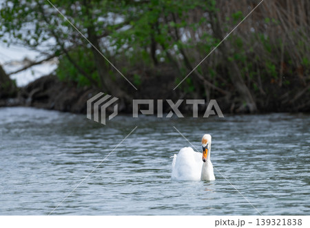 White Swan Swimming On Lake White Swan Swimming On Lake 139321838