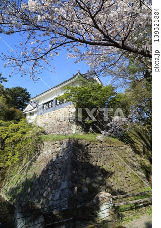 龍城神社の裏に咲く桜 139321884