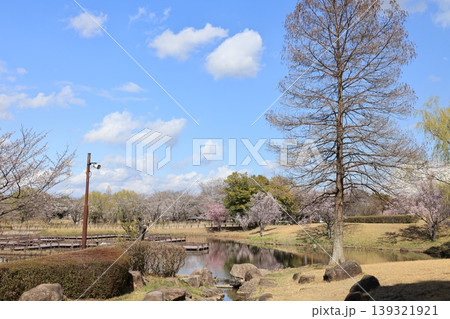 早春の行田市の古代蓮の里の風景 早春の行田市の古代蓮の里の風景 139321921