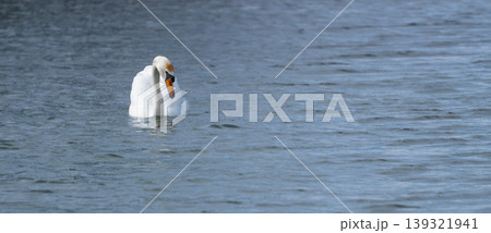 White Swan Swimming On Lake White Swan Swimming On Lake 139321941