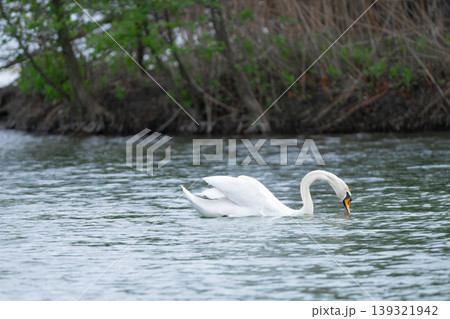 White Swan Swimming On Lake White Swan Swimming On Lake 139321942
