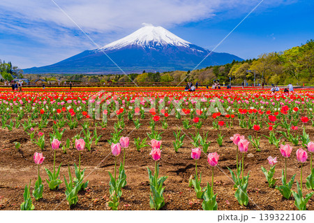(山梨県)色とりどりのチューリップが咲く花の都公園から富士山 (山梨県)色とりどりのチューリップが咲く花の都公園から富士山 139322106