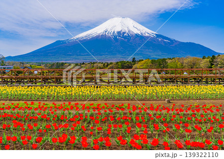 （山梨県）色とりどりのチューリップが咲く花の都公園から富士山 139322110