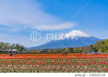 (山梨県)色とりどりのチューリップが咲く花の都公園から富士山 (山梨県)色とりどりのチューリップが咲く花の都公園から富士山 139322116