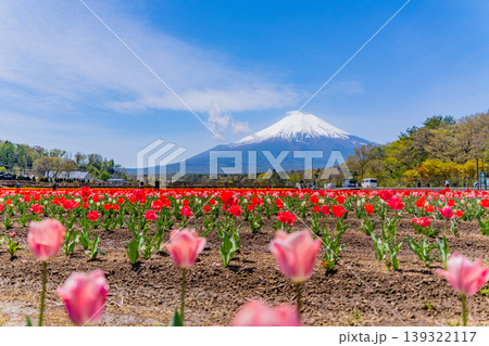 (山梨県)色とりどりのチューリップが咲く花の都公園から富士山 (山梨県)色とりどりのチューリップが咲く花の都公園から富士山 139322117