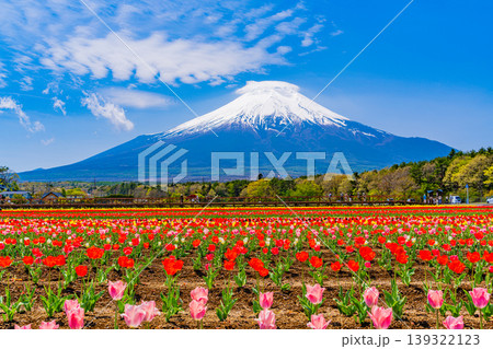 (山梨県)色とりどりのチューリップが咲く花の都公園から富士山 (山梨県)色とりどりのチューリップが咲く花の都公園から富士山 139322123