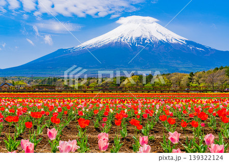 (山梨県)色とりどりのチューリップが咲く花の都公園から富士山 (山梨県)色とりどりのチューリップが咲く花の都公園から富士山 139322124