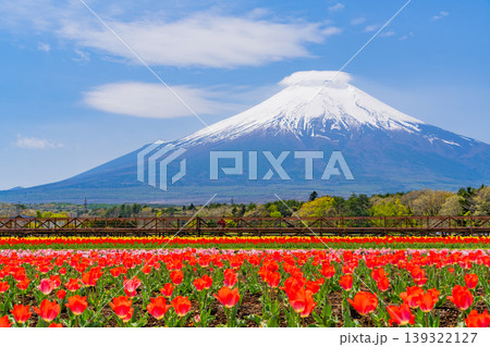 （山梨県）色とりどりのチューリップが咲く花の都公園から富士山 139322127