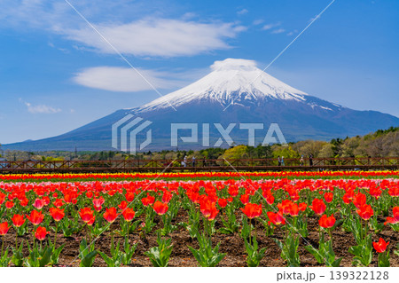 （山梨県）色とりどりのチューリップが咲く花の都公園から富士山 139322128
