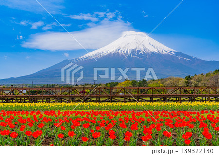 (山梨県)色とりどりのチューリップが咲く花の都公園から富士山 (山梨県)色とりどりのチューリップが咲く花の都公園から富士山 139322130