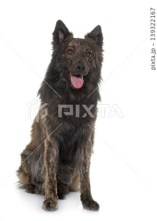 Dutch Long haired shepherd Dutch Long haired shepherd 139322167