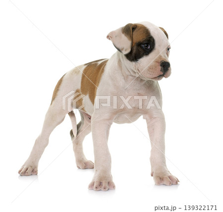 puppy american bulldog puppy american bulldog 139322171