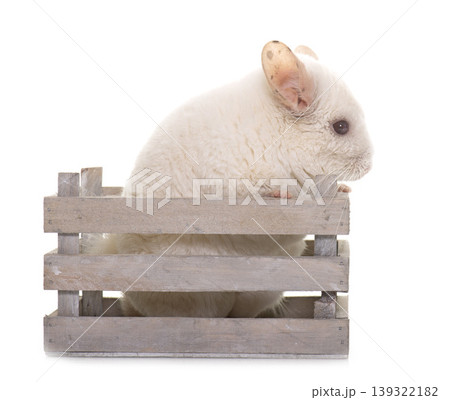 chinchilla in studio chinchilla in studio 139322182