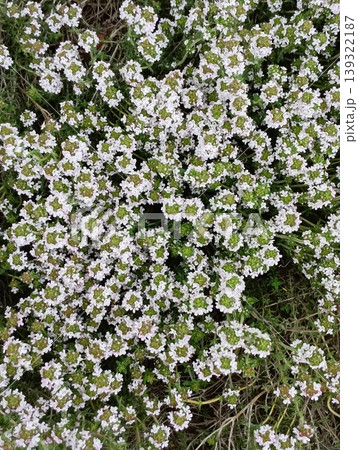 満開のタイムの花 【ハーブ】 139322187