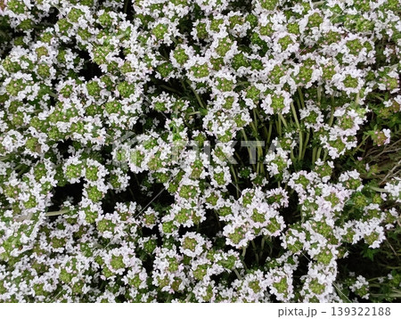 満開のタイムの花 【ハーブ】 満開のタイムの花 【ハーブ】 139322188