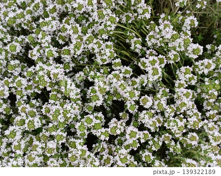 満開のタイムの花 【ハーブ】 139322189