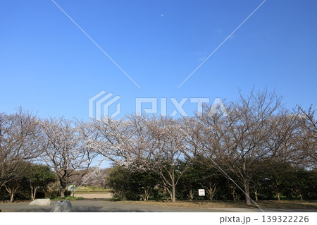 四分咲きの桜並木 四分咲きの桜並木 139322226