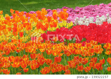 美しいチューリップの花 美しいチューリップの花 139322237