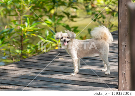 Cute small dog standing on wooden bridge outdoors with green nature background happy expression pet lifestyle natural light and shallow depth of field Cute small dog standing on wooden bridge outdoors with green nature background happy expression pet lifestyle natural light and shallow depth of field 139322308