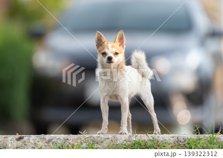 Small chihuahua dog standing alert on ground with blurred car background cute pet looking at camera natural light shallow depth of field urban outdoor setting Small chihuahua dog standing alert on ground with blurred car background cute pet looking at camera natural light shallow depth of field urban outdoor setting 139322312