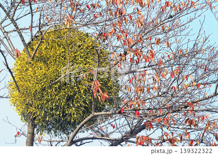 桜の木に寄生したヤドリギと紅葉 139322322