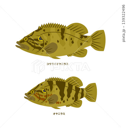 オヤニラミとコウライオヤニラミのイラスト 139322496