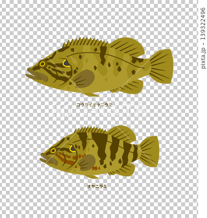 日本鱸魚與韓國鱸魚的插圖 139322496