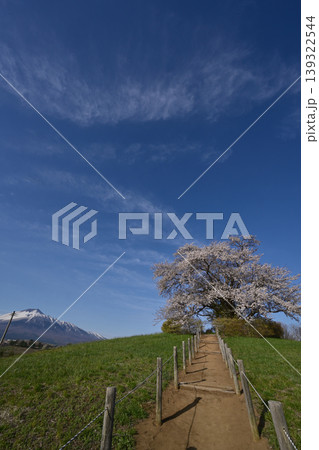 満開の為内の一本桜と岩手山 満開の為内の一本桜と岩手山 139322544