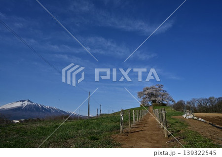 満開の為内の一本桜と岩手山 満開の為内の一本桜と岩手山 139322545