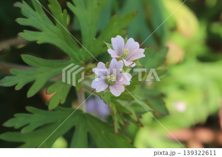 春の道端に咲く薄いピンク色の小さなアメリカフウロの花 春の道端に咲く薄いピンク色の小さなアメリカフウロの花 139322611